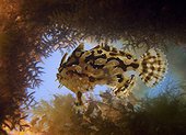 Sargassumfish, Sargassum fish; Histrio histrio. On floating Sargassum weed. Composite image. Portugal.. Composite image