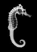 Seahorse Hypocampus sp. X-ray. Portugal