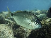 Senegal seabream; Diplodus bellotti. Lateral view. Composite image. Portugal.. Composite image