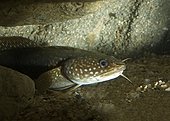 Shore rockling. Gaidropsarus mediterraneus. Head detail. Portugal.
