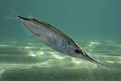 Slender snipefish, Macroramphosus gracilis . Lateral view. Composite image. Portugal.. Composite image