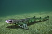 Small-spotted catshark, Scyliorhinus canicula. Lateral view, resting on sand. Composite image. Portugal. Composite image