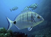 White seabream; Diplodus sargus. School ateral view. Composite image. Portugal.. Composite image