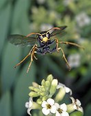 Paper wasp, Polistes , Polistes flying. Front view. Portugal