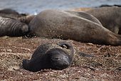 Young Elephant seal (Mirounga leonina) scratching itself on the shore, Falklands Islands