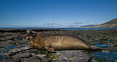 South Elephant seal (Mirounga leonina) female calling on shore, Falkland Islands