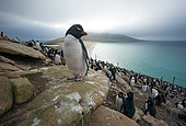 Rockhopper Penguin (Eudyptes chrysocome), colonie, Falkland Islands