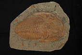 Trilobite fossil, (probably Paradoxoides), Cambrian, Morrocco