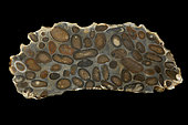 Hertfordshire Puddingstone, conglomerate of well rounded flint pebbles, embedded in a matrix of fine pale coloured sand, all bound together by hard natural silica cement, Hertfordshire, england