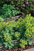 Common Lady's Mantle (Alchemilla vulgaris) in a vegetable garden, France