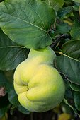 Quince (Cydonia vulgaris) fruit