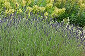 Fine Lavender (Lavandula angustifolia) in bloom in a garden