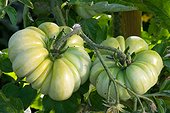Tomato (Solanum lycopersicum) 'voyagel' in a vegetable garden