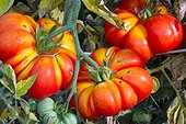 Tomate 'Voyage' dans un jardin potager