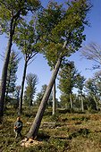 Bucheron tronçonnant un Chêne dans la foret de Tronçais, France