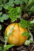 Melon (Cucumis melo) in a kitchen garden