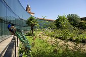 Indian Peafowl (Pavo cristatus) in the gardens of the Natural History Museum of Toulouse, France