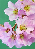 Winter Blooming Bergenia (Bergenia crassifolia) perennial plant native to Siberian regions.