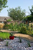 Agaves, Garden of the Maourine, Garden belonging to the museum of natural history of Toulouse, France