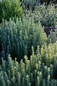 Wormwood (Artemisia herba alba) in a kitchen garden