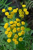 Common tansy (Tanacetum vulgare) flowers in a garden