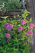Scarlet beebalm (Monarda didyma) flowers in a garden