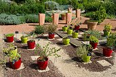 Aromatic plants in pots, Garden of the Maourine, Garden belonging to the museum of natural history of Toulouse, France