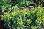 Common Lady's Mantle (Alchemilla vulgaris) in a vegetable garden, France