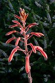 Aloe aristata (Aloe aristata) inflorescence