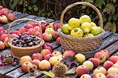 Harvest of fruits in a garden in autumn, Lorraine, France