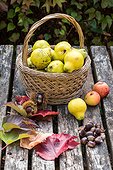 Harvest of quinces in a garden in autumn, Lorraine, France