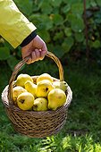 Harvest of quinces in a garden in autumn, Lorraine, France