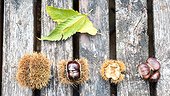 Chestnuts and Husk on a garden table, autumn, Moselle, France
