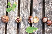 Horse chestnuts and Husks on a garden table, autumn, Moselle, France