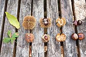 Chestnuts and Horse chestnuts on a garden table, autumn, Moselle, France