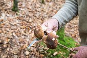 Picking king boletes in forest, autumn, Lorraine, France