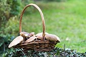 Harvest of King boletes in a basket, autumn, Lorraine, France