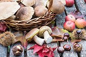 Harvest of King boletes in a basket, autumn, Lorraine, France