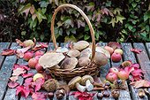Harvest of King boletes in a basket, autumn, Lorraine, France