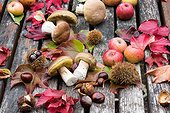 King boletes on a table in a garden, autumn, Lorraine, France