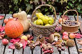 Harvest of fruits and vegetables in a garden in autumn, Lorraine, France