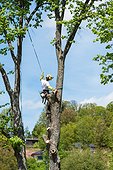 Felling of a lime tree, summer, Moselle, France