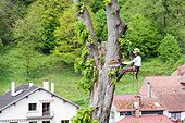 Felling of a lime tree, summer, Moselle, France