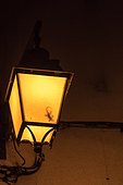 Shadow of a Crocodile Gecko (Tarentola mauritanica) in a lamppost in summer, Provence, France
