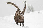 Bouquetin des Alpes, (Capra ibex) mâle dans la neige, Alpes, Italie