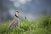 Rock Partridge ( Alectoris graeca ) on grass , Alps, Switzerland