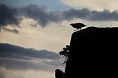 Silhouette Rock Partridge ( Alectoris graeca ) on rock at dusk , Alps, Switzerland