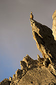 Rock Partridge ( Alectoris graeca ) on rock , Alps, Switzerland