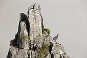 Rock Partridge ( Alectoris graeca ) on rock , Alps, Switzerland