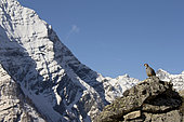 Rock Partridge ( Alectoris graeca ) on rock, Southern Alps, France